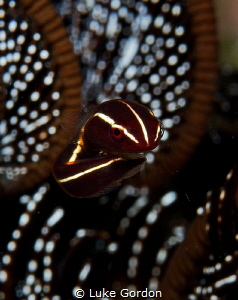 The Floater - This tiny crinoid clingfish decided my lens... by Luke Gordon 